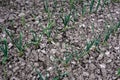 Young garlic plants in the spring bed Royalty Free Stock Photo