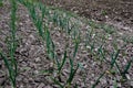 Young garlic plants in the spring bed Royalty Free Stock Photo