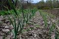 Young garlic plants in the spring bed Royalty Free Stock Photo