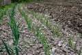 Young garlic plants in the spring bed Royalty Free Stock Photo