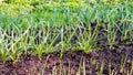 Young garlic plants in the spring bed. Home vegetable gardening Royalty Free Stock Photo