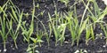 Young garlic plants in a vegetable garden Royalty Free Stock Photo