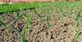 Young garlic shoots