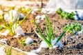 Young garlic sprouted in the garden bed in early spring, close-up. Melting snow on the garden bed with awakened green plants. Royalty Free Stock Photo