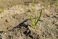 Young garlic sprouts growing