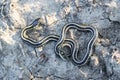 A young garter snake basking on cracked muddy ground