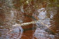 Young Gator Royalty Free Stock Photo
