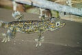 A young gecko of bright color-gray with yellow spots lurk waiting for food