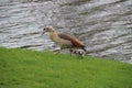 Young geese chicks in the pastures in the Krimpenerwaard where they cause inconvenience to farmers