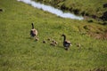 Young geese chicks in the pastures in the Krimpenerwaard where they cause inconvenience to farmers Royalty Free Stock Photo