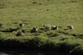 Young geese chicks in the pastures in the Krimpenerwaard where they cause inconvenience to farmers