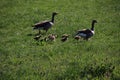 Young geese chicks in the pastures in the Krimpenerwaard where they cause inconvenience to farmers