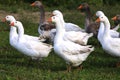 Young geese graze on rural poultry farm yard Royalty Free Stock Photo