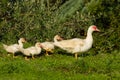 Young Geese in a meadow