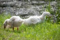 Pair of young geese by the water