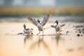 young geese practicing take-off run