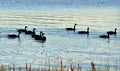 Young geese in the river