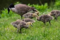 Young Geese Search For Food