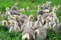 Young geese stand in green grass