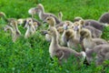 Young geese stand in green grass