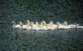 Young geese swimming on lake