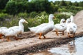 Young geese walking along the road along the field