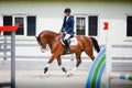 Young gelding horse and adult man rider trotting during equestrian showjumping competition in daytime Royalty Free Stock Photo