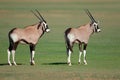 Young gemsbok antelopes