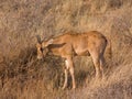 Young Gemsbok calf (Oryx) african antelope in the wild savanna