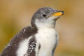 Young gentoo penguin beging food beside adult gentoo penguin, Falkland Islands. Wildlife scene from wild nature. Funny feeding sce