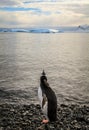 Young Gentoo penguin looking at his future marine life , Cuverville Island, Antarctica Royalty Free Stock Photo