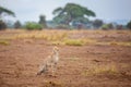 Young gepard is sitting in the savannah, safari in Kenya Royalty Free Stock Photo