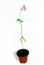 Young geranium sprout with roots are prepared for planting in the ground. White background Royalty Free Stock Photo