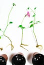 Young geranium sprouts with roots are prepared for planting in the ground. White background Royalty Free Stock Photo