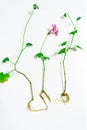 Young geranium sprouts with roots are prepared for planting in the ground. White background Royalty Free Stock Photo