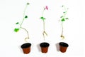 Young geranium sprouts with roots are prepared for planting in the ground. White background Royalty Free Stock Photo