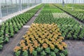 Young geraniums grown in a greenhouse in the Netherlands