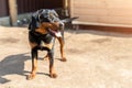 Young german hunting terrier dog on chain at home backyard on bright sunny day. Purebred adorable Jagdterrier puppy Royalty Free Stock Photo