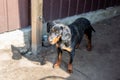 Young german hunting terrier dog on chain at home backyard on bright sunny day. Purebred adorable Jagdterrier puppy Royalty Free Stock Photo