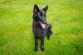 Young German Shepard dog seen sitting on a lawn.