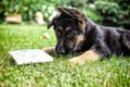 Young german shephard with children`s book