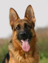 Young german shepherd Royalty Free Stock Photo