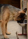 Young German Shepherd Dog eats from high standing plate .