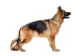 Young German Shepherd Dog in exhibition standing against white background. Two Years Old Pet. Royalty Free Stock Photo