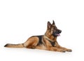 Young German Shepherd Dog lying against white background. Two Years Old Pet. Royalty Free Stock Photo