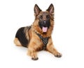 Young German Shepherd Dog lying against white background. Two Years Old Pet. Royalty Free Stock Photo