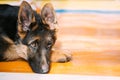 Young German Shepherd Dog Puppy Sitting On Wooden Floor. Alsatia Royalty Free Stock Photo