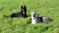 Young German Shepherd dogs in field