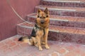 Young german shepherd on a leash expects hos Royalty Free Stock Photo