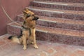 Young german shepherd on a leash expects host Royalty Free Stock Photo